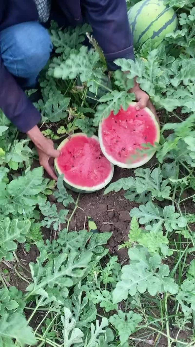 绵阳露天西瓜