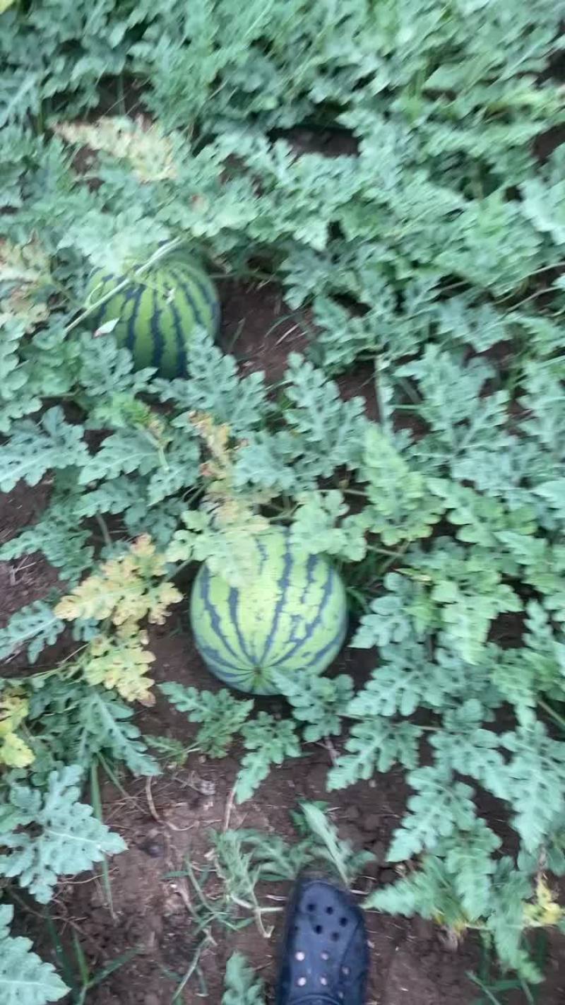 绵阳露天西瓜