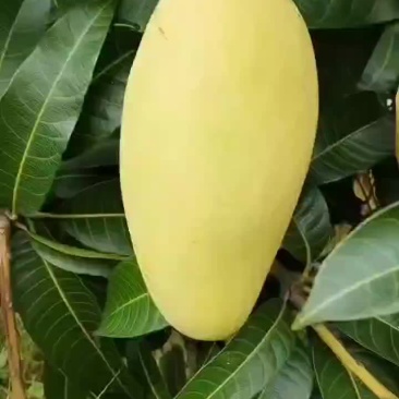 金煌芒