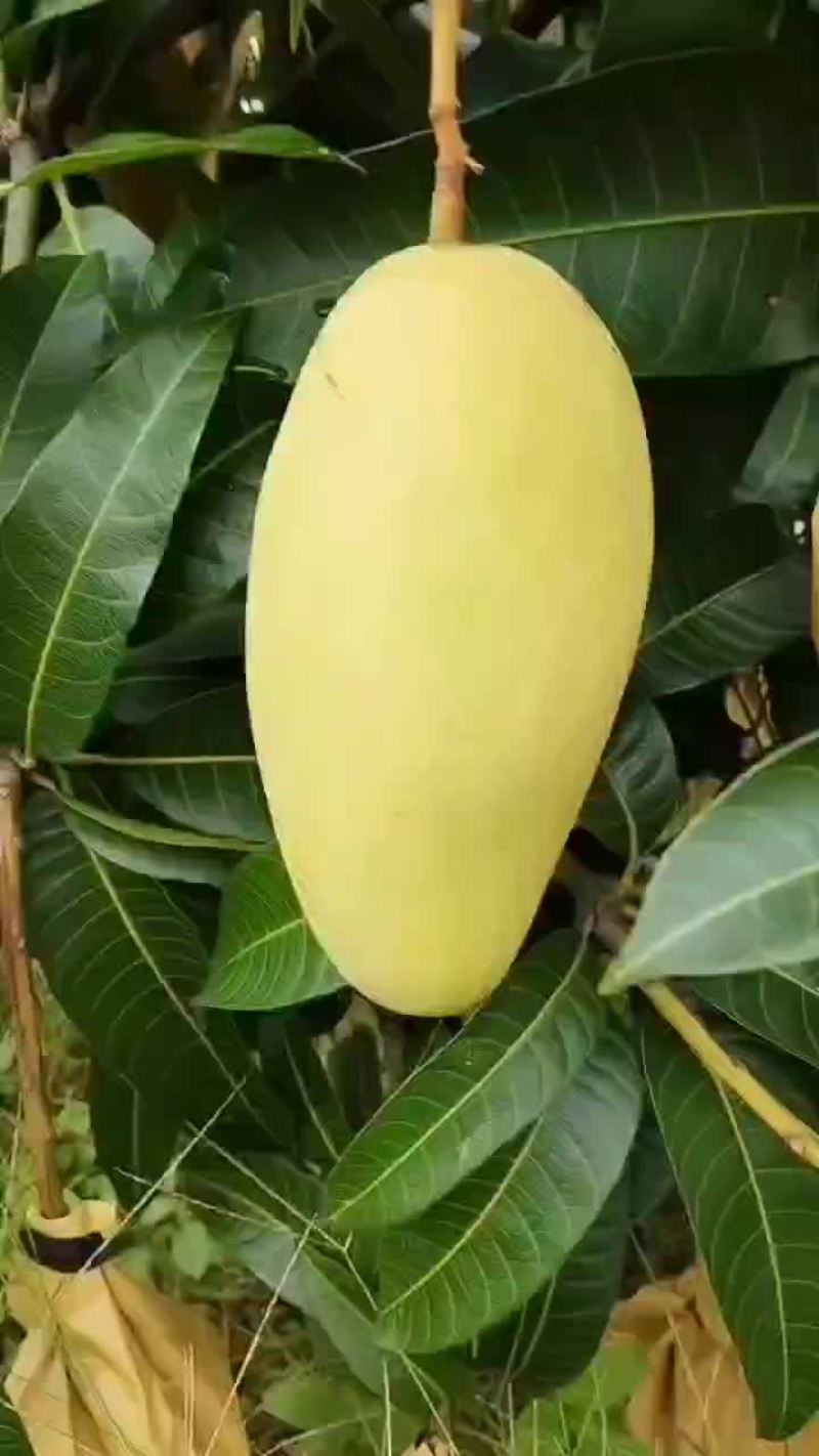 金煌芒