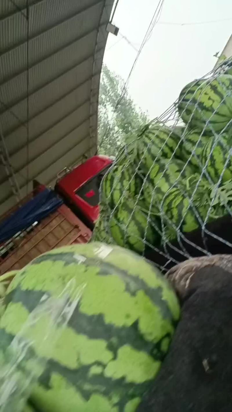美都西瓜