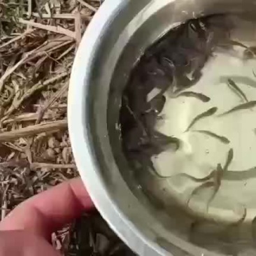 泥鳅水花，寸苗