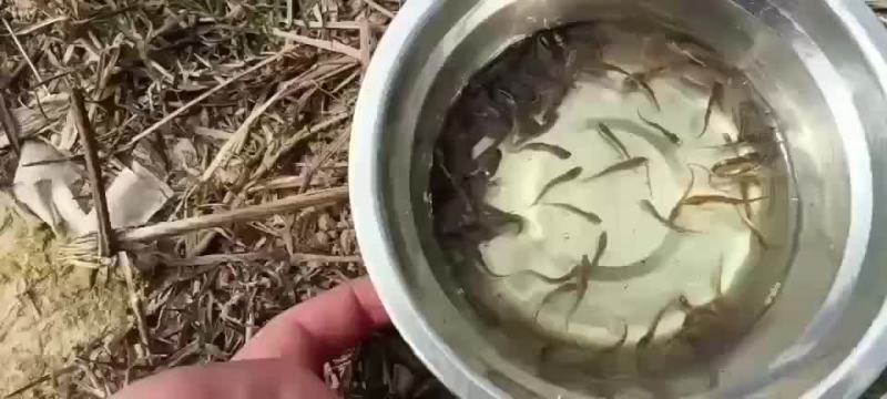 泥鳅水花，寸苗