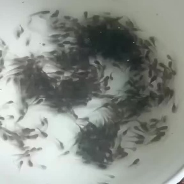 塘角鱼苗