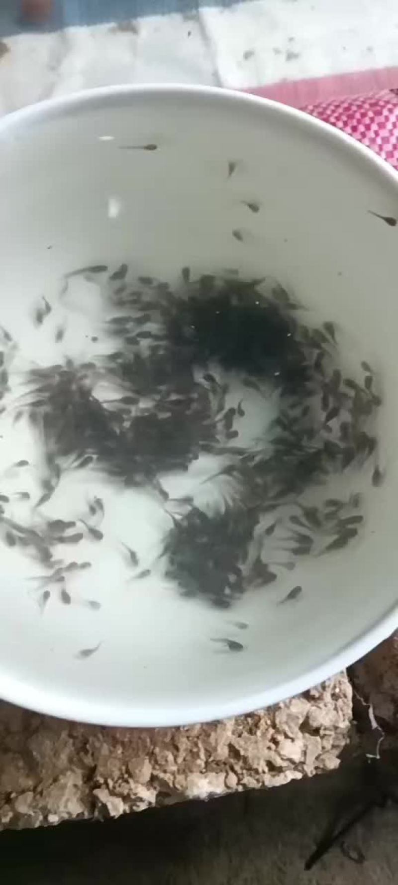 塘角鱼苗