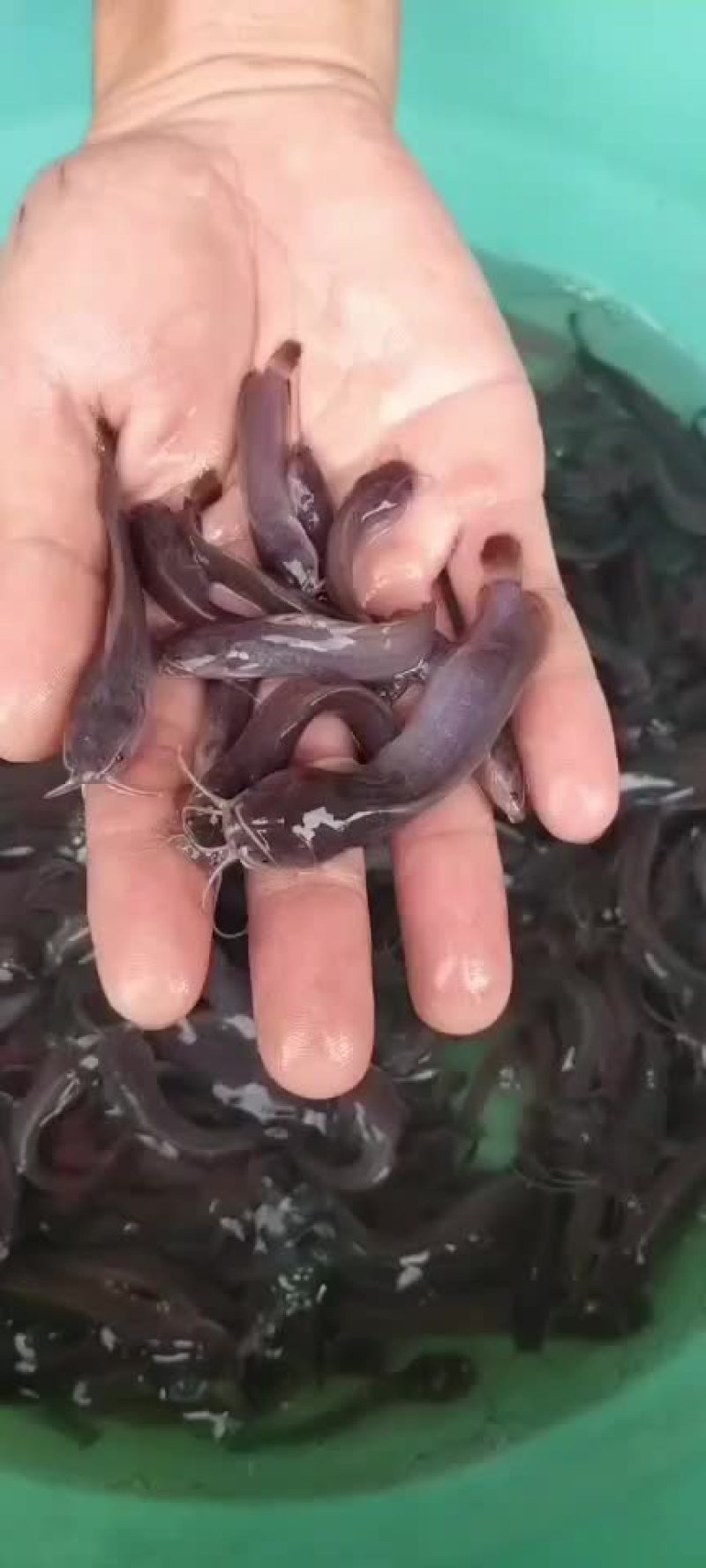 塘角鱼苗
