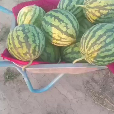 美都西瓜