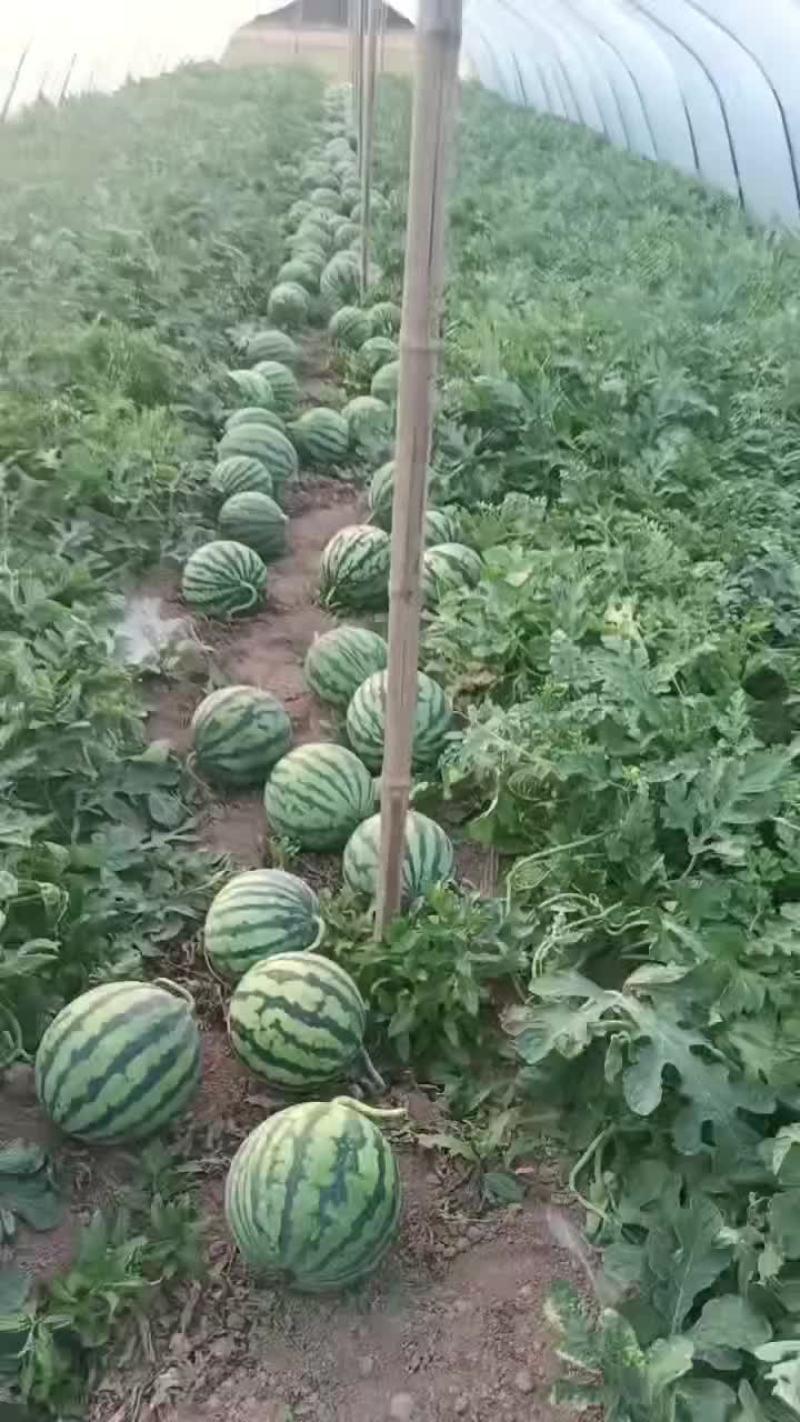 美都西瓜