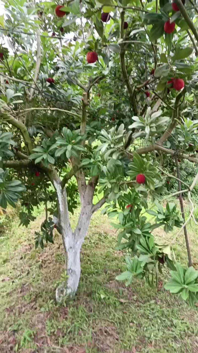 我是浙江仙居杨梅之乡梅农。想找需买杨梅的顾客。
