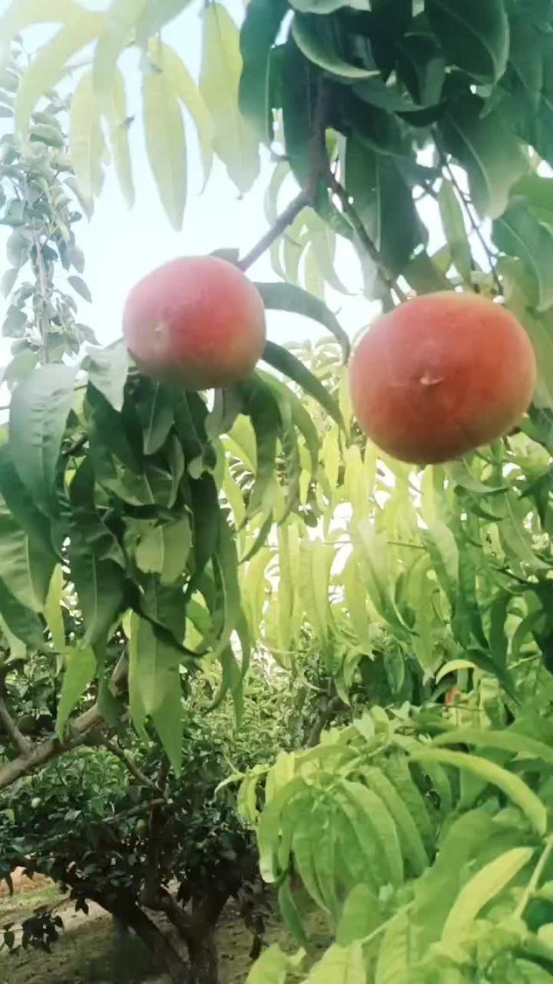 突围毛桃