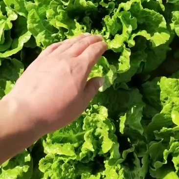 精品意大利生菜，产地直发，货源充足，支持各种包装