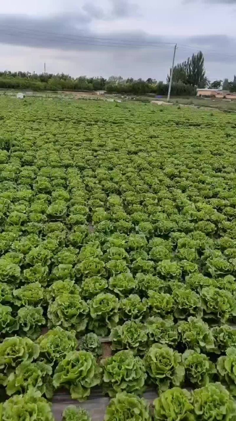 精品意大利生菜，产地直发，货源充足，支持各种包装