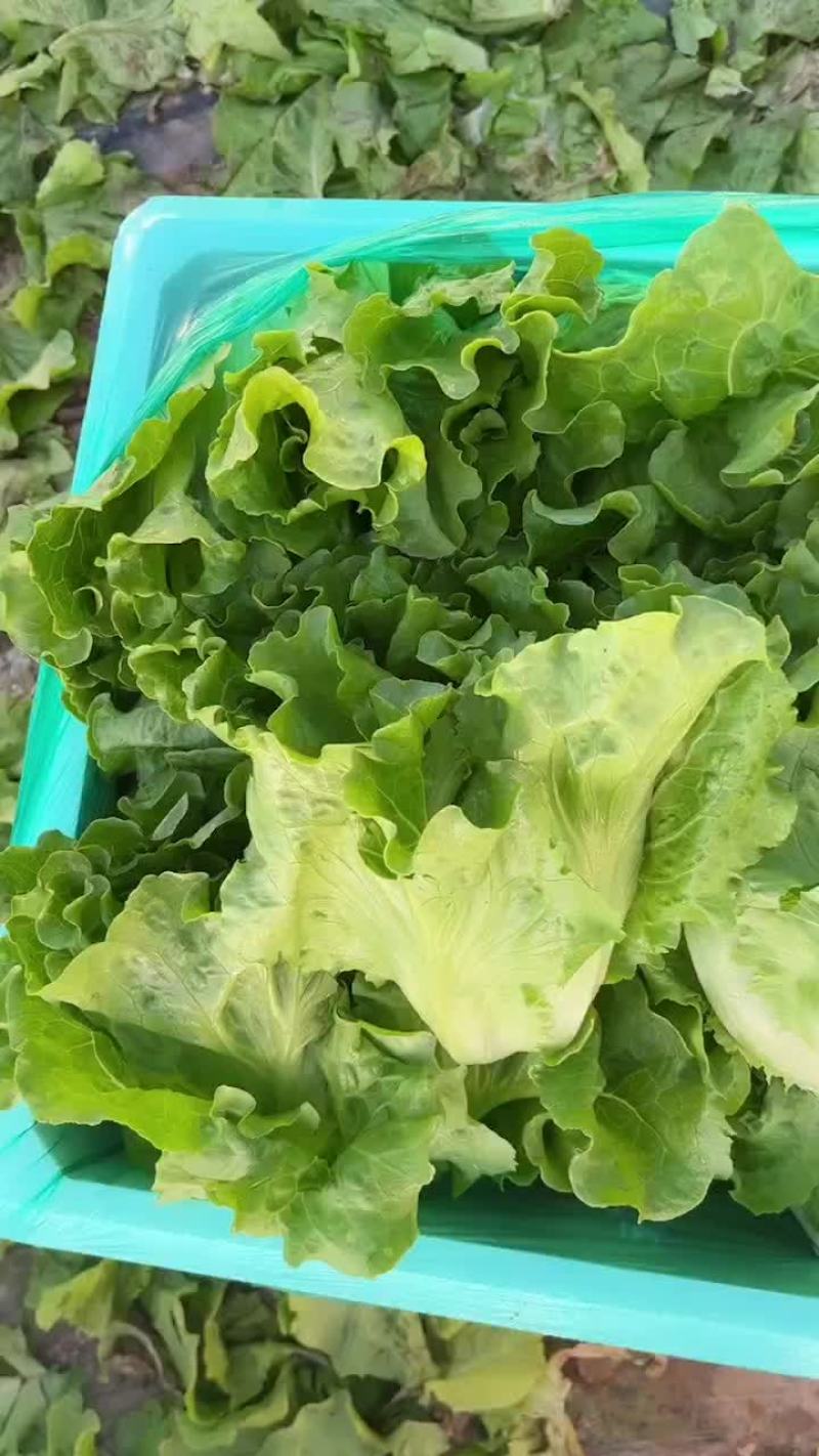 精品意大利生菜，产地直发，货源充足，支持各种包装