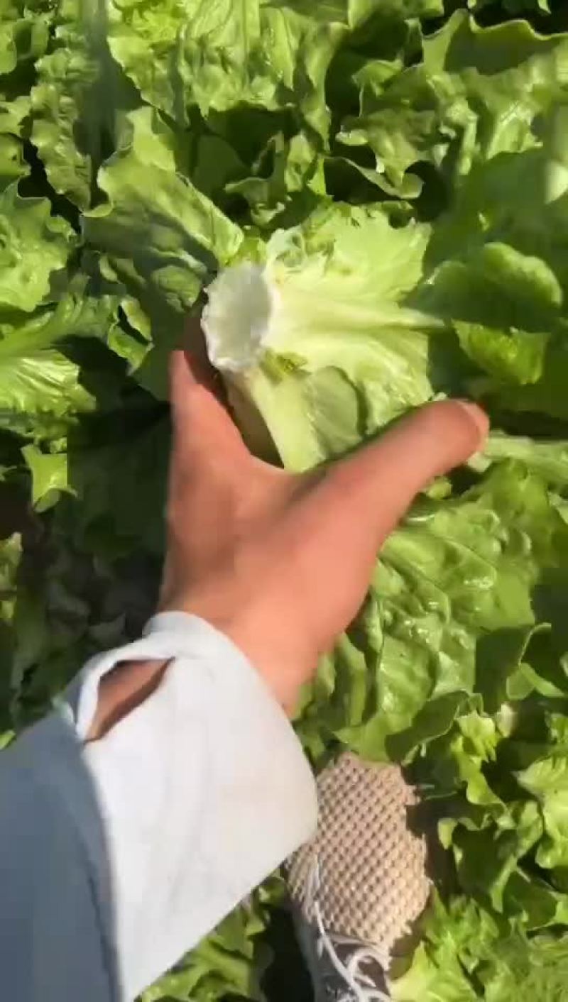 精品意大利生菜，产地直发，货源充足，支持各种包装