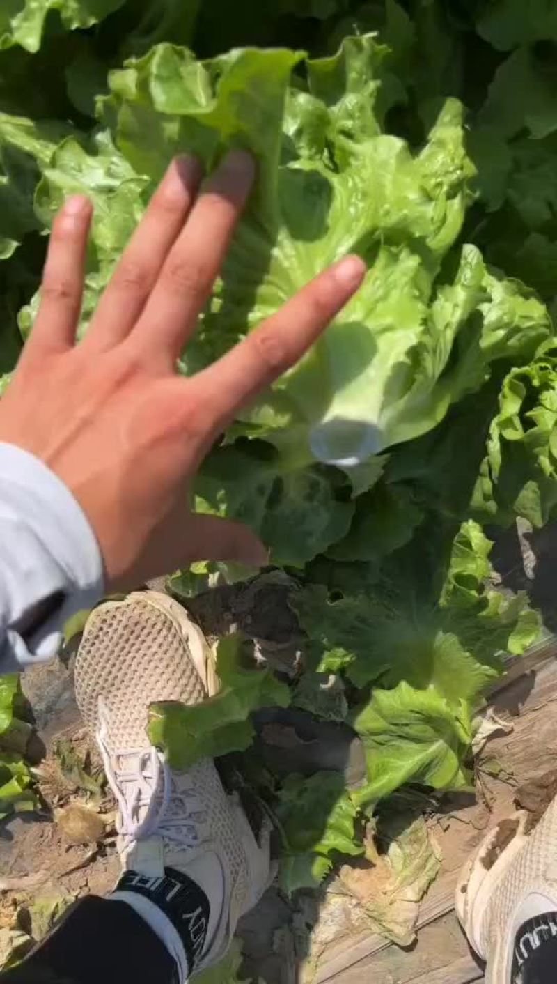 精品意大利生菜，产地直发，货源充足，支持各种包装