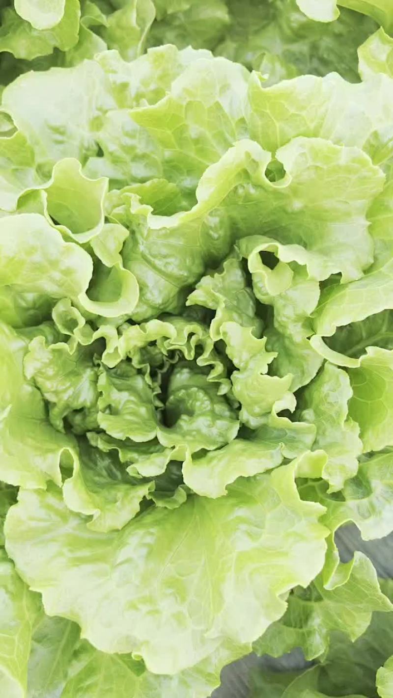 精品意大利生菜，产地直发，货源充足，支持各种包装