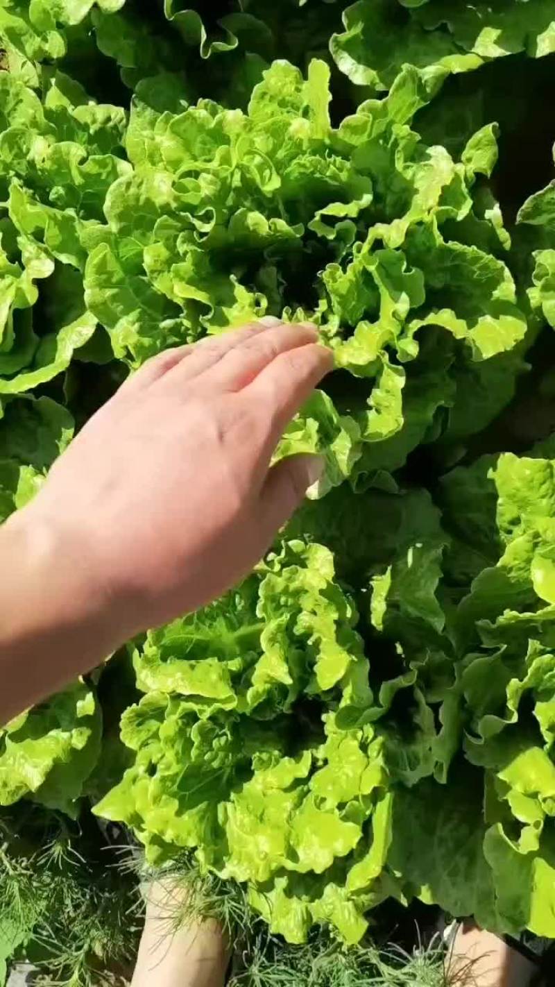 精品意大利生菜，产地直发，货源充足，支持各种包装