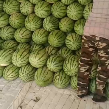 新疆吐鲁番甜王西瓜基地直供，货源充足，欢迎来电洽谈更优惠