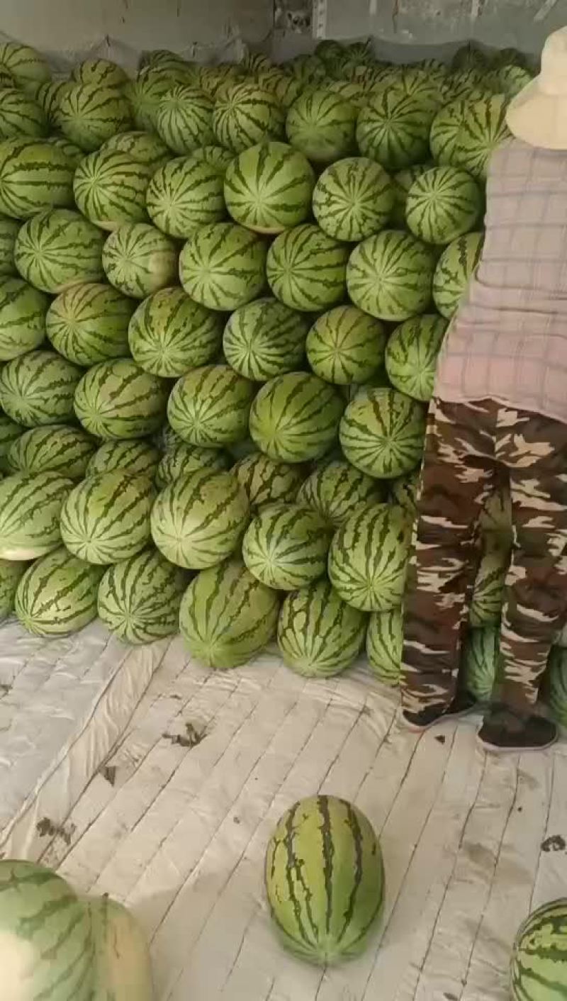 新疆吐鲁番甜王西瓜基地直供，货源充足，欢迎来电洽谈更优惠
