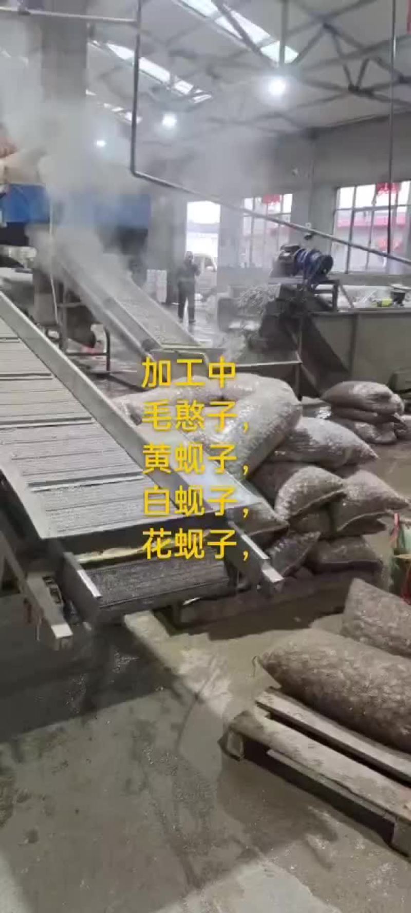 毛憨子，赤贝