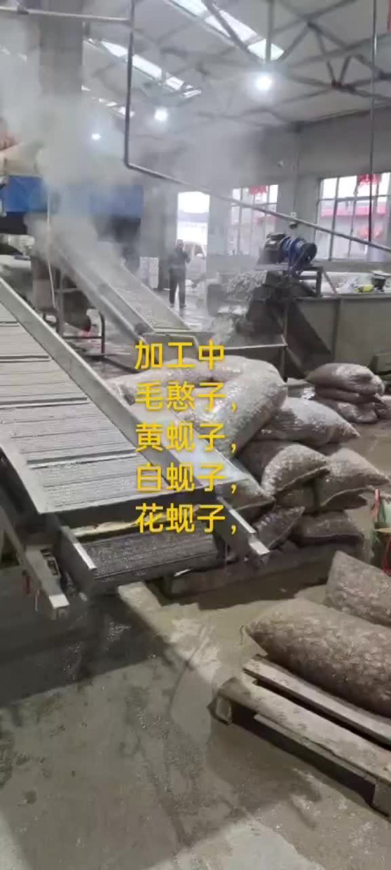 毛憨子，赤贝