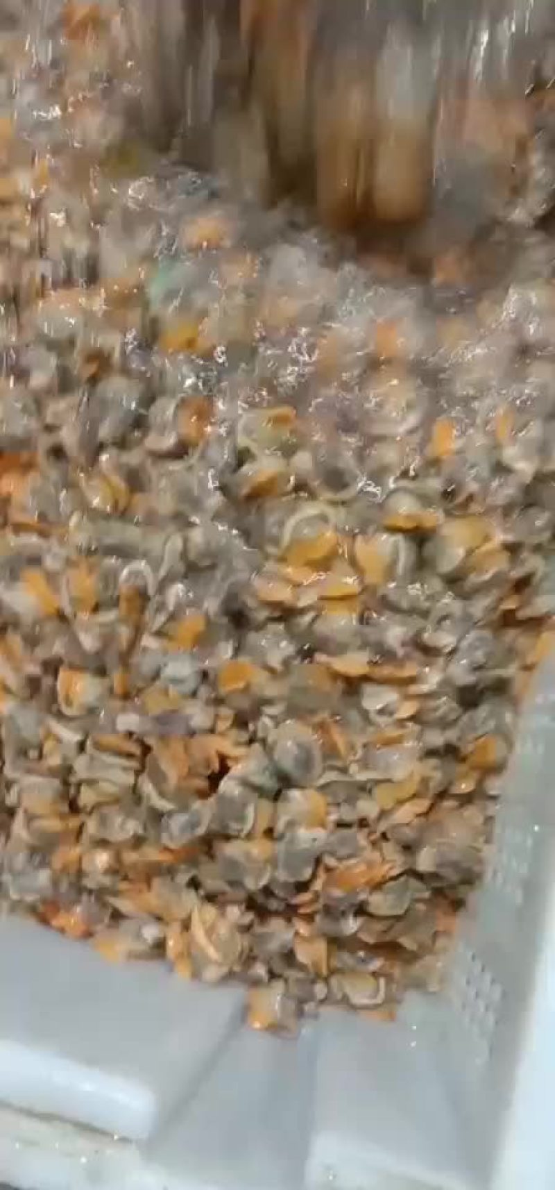 毛憨子，赤贝