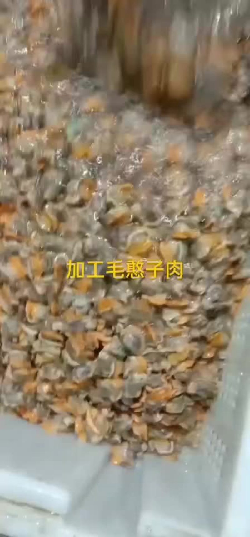 毛憨子，赤贝