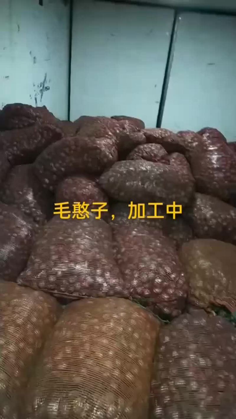毛憨子，赤贝