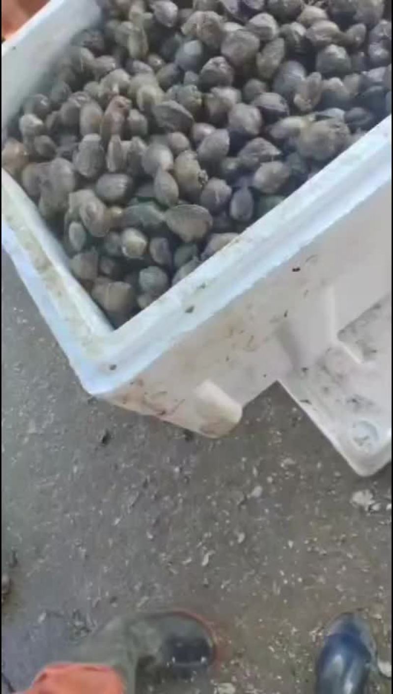 毛憨子，赤贝