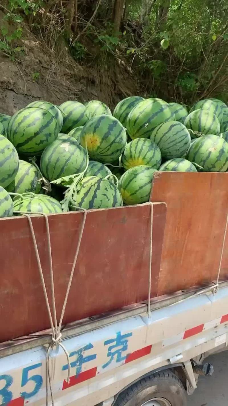 绵阳露天西瓜