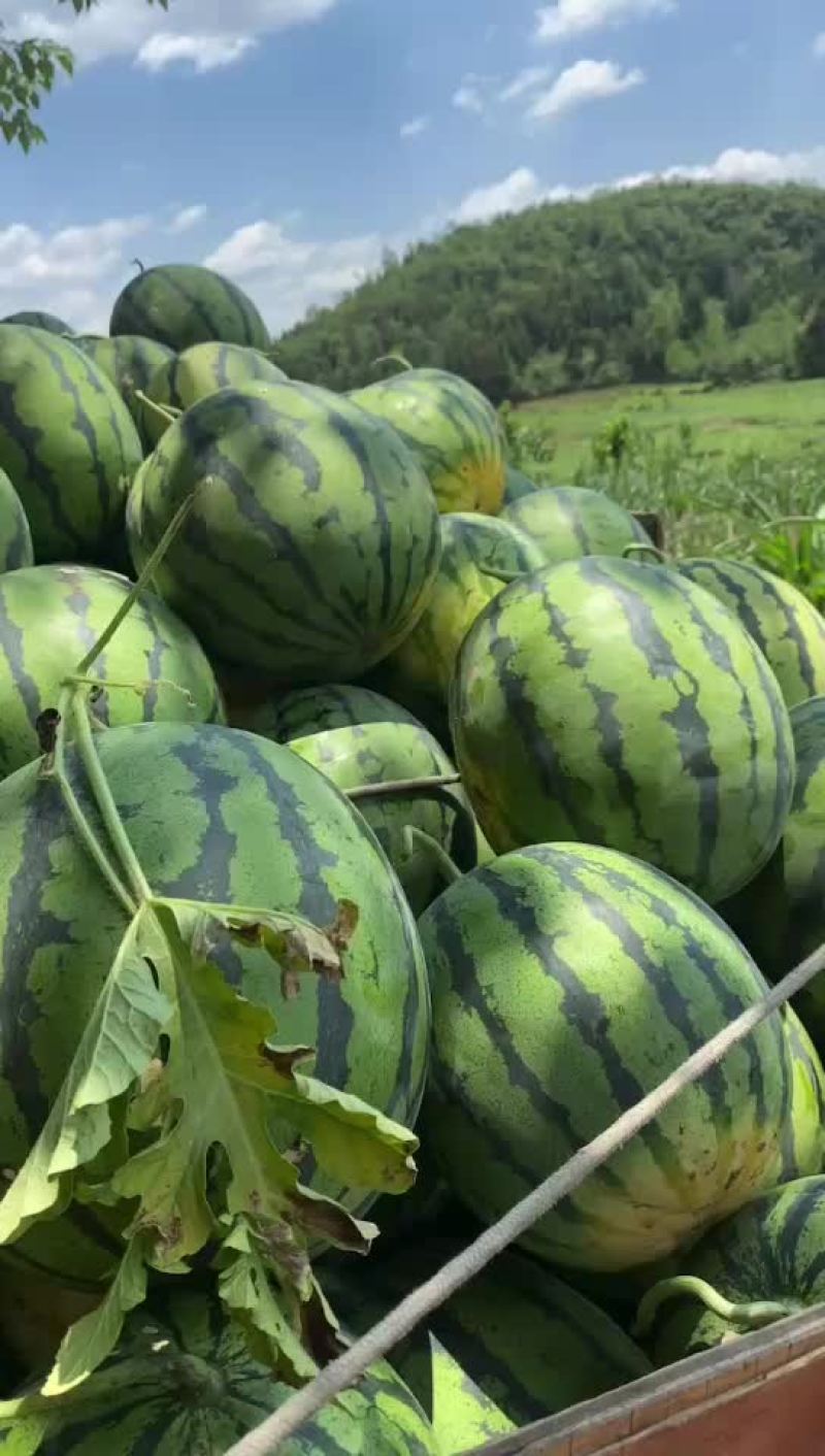 绵阳露天西瓜
