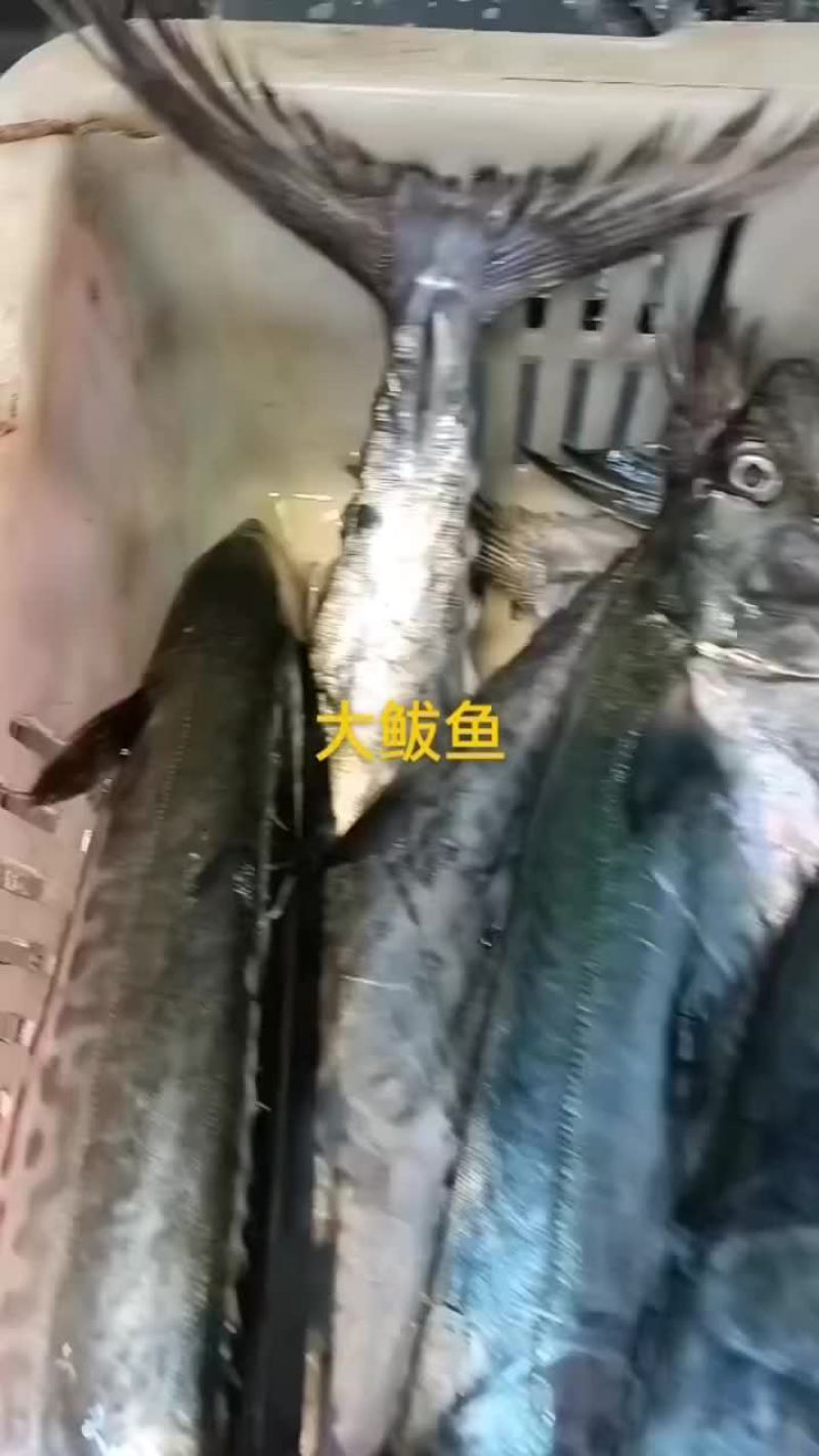大鲅鱼