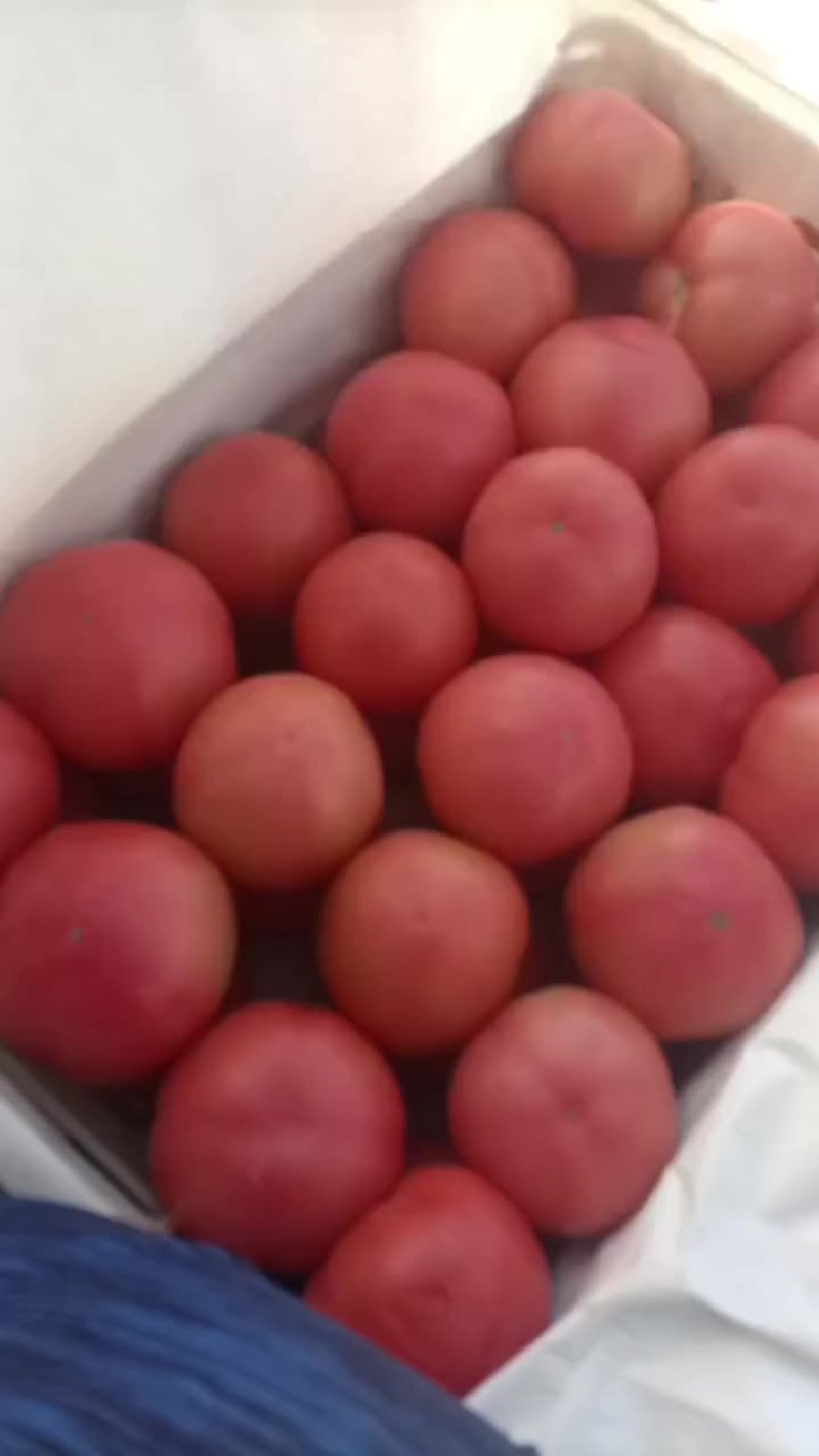 硬粉西红柿