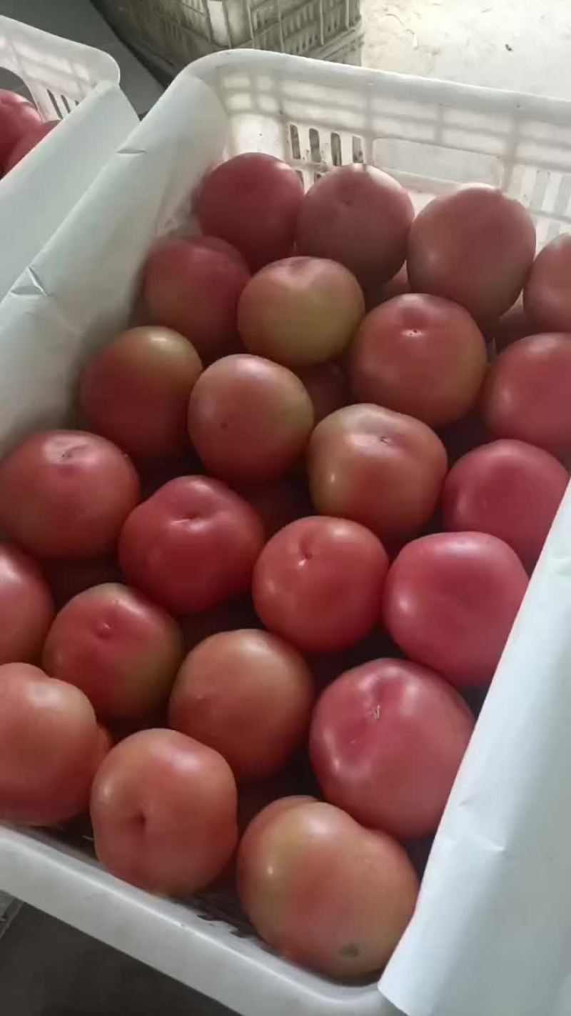 硬粉西红柿