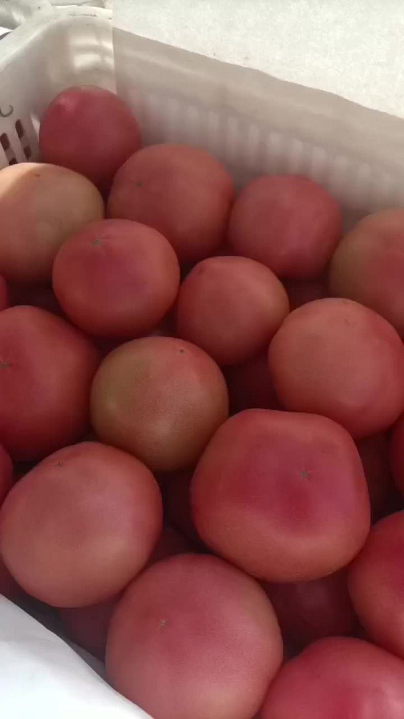 硬粉西红柿