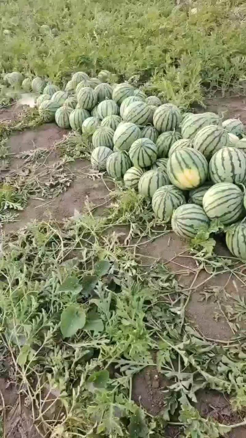 京欣西瓜
