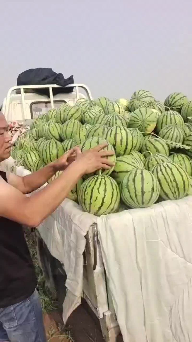 京欣西瓜