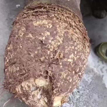 大量是购楠竹兜，16公分以上起收，