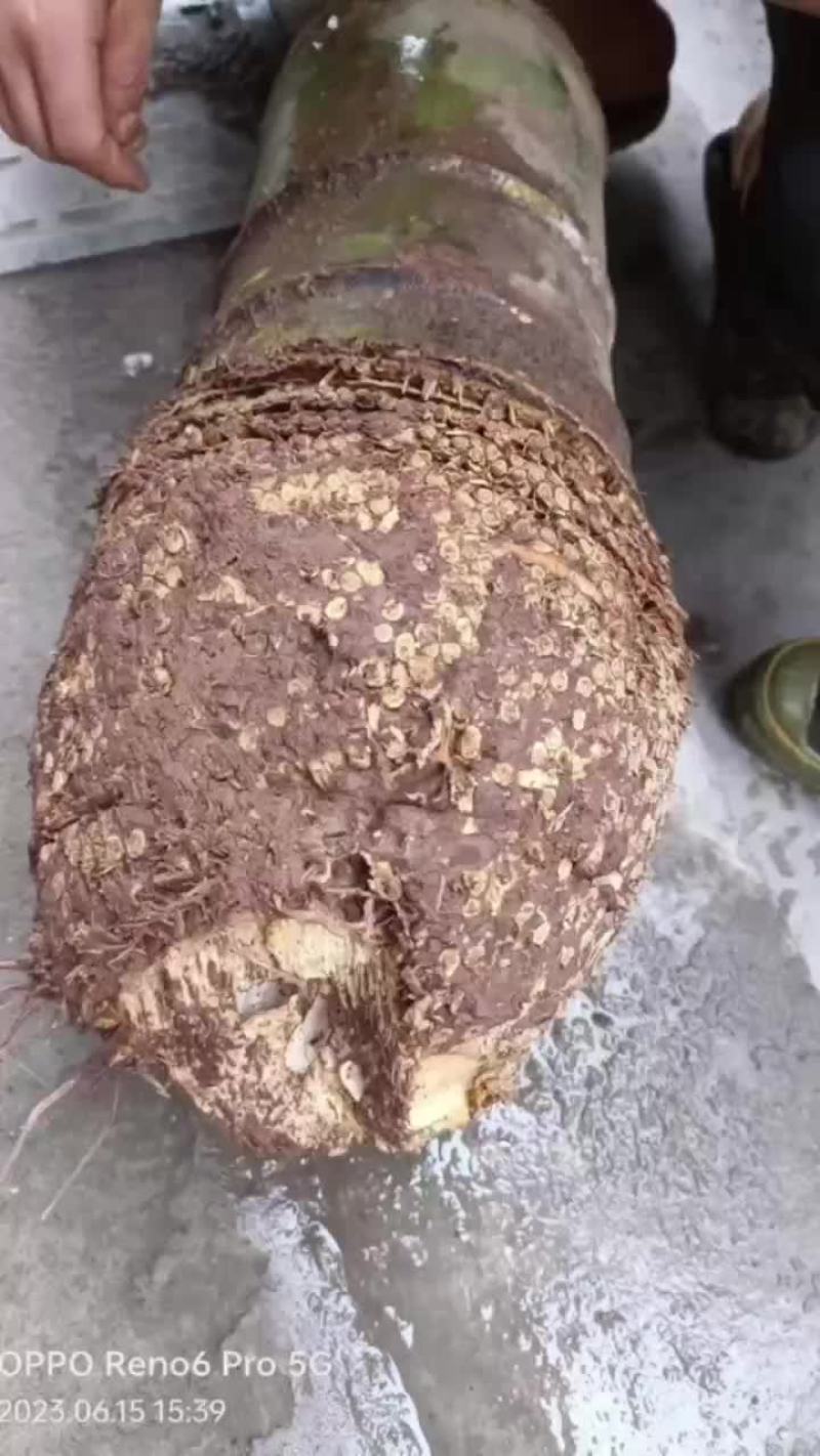 大量是购楠竹兜，16公分以上起收，