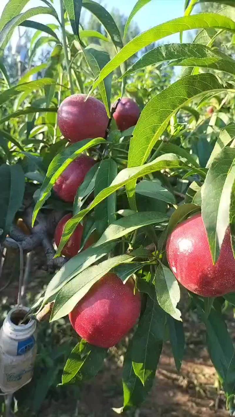 桃
