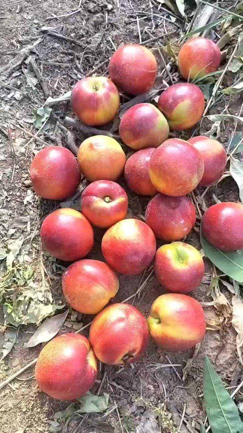 桃