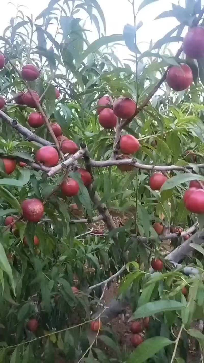 桃