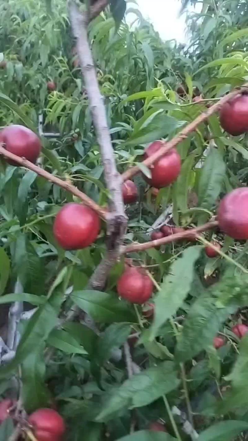 桃
