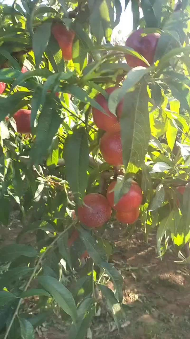 桃