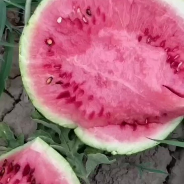 带籽麒麟西瓜