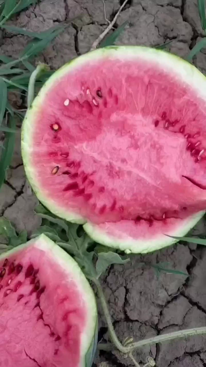 带籽麒麟西瓜