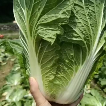 湖北恩施利川大白菜