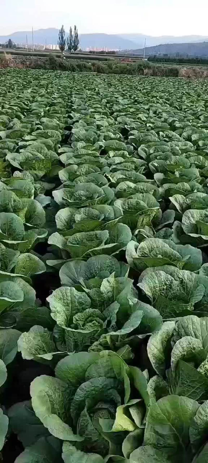 湖北恩施利川大白菜