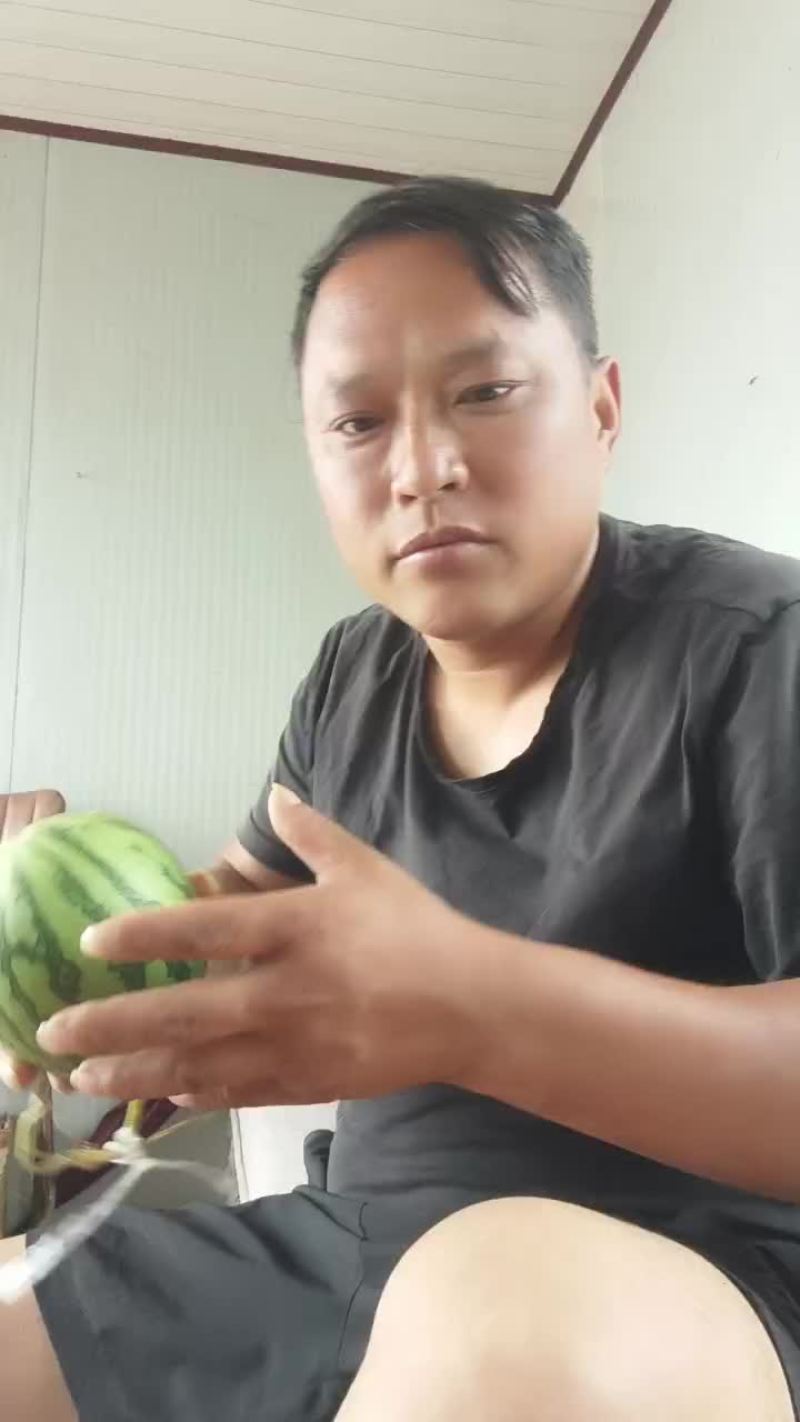 礼品小西瓜大量有货