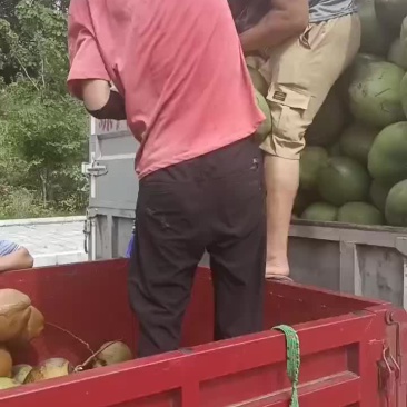 椰青，黄金椰，香水椰